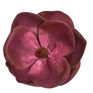 MAGNOLIA WYROBOWA WEI1017 BEAUTY