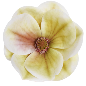 MAGNOLIA WYROBOWA WEI1017 CREAM GREEN