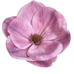 MAGNOLIA WYROBOWA WEI1017 MAGENTA
