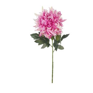 CHRYZANTEMA POJEDYNCZA KP2618 LT.FUCHSIA CREAM GREEN