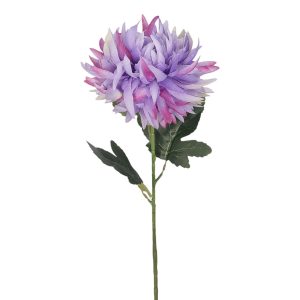 CHRYZANTEMA POJEDYNCZA KP2618 VIOLET FUCHSIA EDGE GREEN