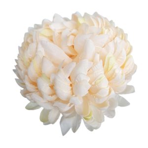 CHRYZANTEMA WYROBOWA ANANAS WW4014 PEACH EDGE GREEN #XYCR635
