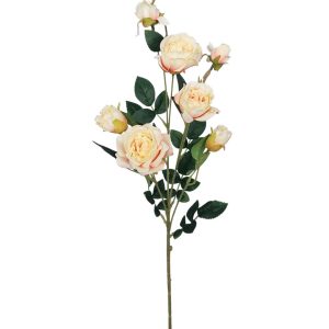 RÓŻA GAŁĄZKA ET804 CREAM CORAL