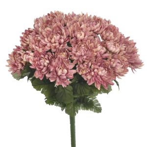 BUKIET CHRYZANTEMA SUN778 MAUVE MIX4