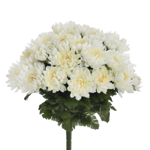 BUKIET CHRYZANTEMA SUN778 WHITE MIX4