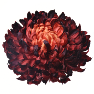 CHRYZANTEMA WYROBOWA ART009 #48 BRICK RED