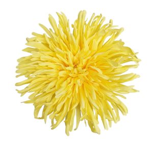 CHRYZANTEMA WYROBOWA WW2600 #4 YELLOW