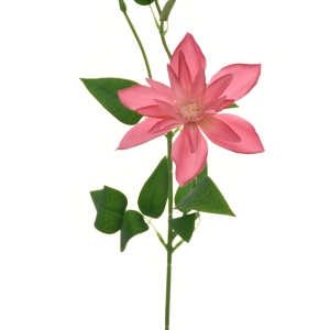 KLEMATIS NA PIKU SUN500 BURN DIRTY PINK
