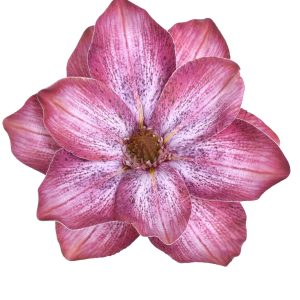 MAGNOLIA WYROBOWA WEI1007 LT.BEAUTY