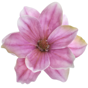 MAGNOLIA WYROBOWA WEI1007 PINK