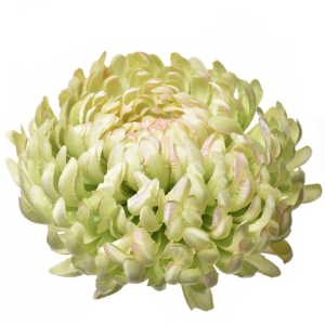 CHRYZANTEMA WYROBOWA ART009 #36 LT.GREEN LT.PINK