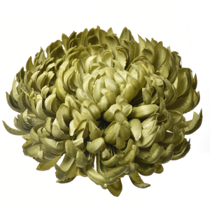 CHRYZANTEMA WYROBOWA ART009 #55 DARK GREEN