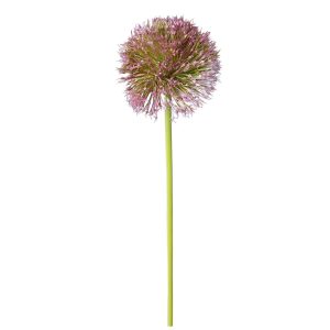 CZOSNEK POJEDYNCZY DL031508 DK.VIOLET