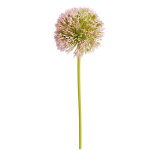 CZOSNEK POJEDYNCZY DL031508 LT.PINK