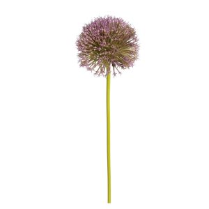 CZOSNEK POJEDYNCZY DL031508 VIOLET