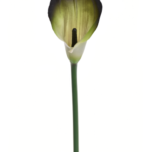 KALLA POJEDYNCZA ANA1013 #211S LIME GREEN EDGE BLACK