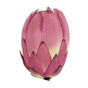 PROTEA WYROBOWA DL030504 DK.PINK