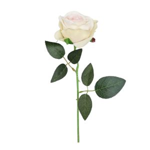 RÓŻA POJEDYNCZA DL020424 CREAM PINK GREEN
