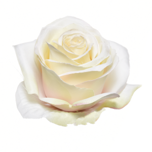 RÓŻA WYROBOWA SUN385 DR.CREAM