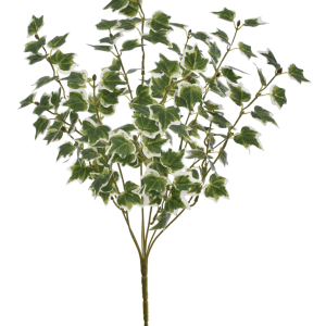 BUKIET HEDERA BLUSZCZ EUK011 WHITE GREEN