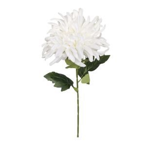 CHRYZANTEMA POJEDYNCZA DL050583 CREAM