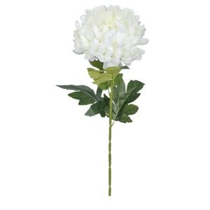 CHRYZANTEMA POJEDYNCZA DL050584 CREAM