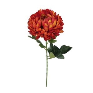 CHRYZANTEMA POJEDYNCZA DL050584 RED ORANGE GREEN