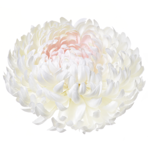 CHRYZANTEMA WYROBOWA ART009 #38 CREAM LT.PINK