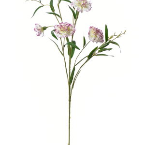GOŹDZIK GAŁĄZKA SUN641 CREAM VIOLET
