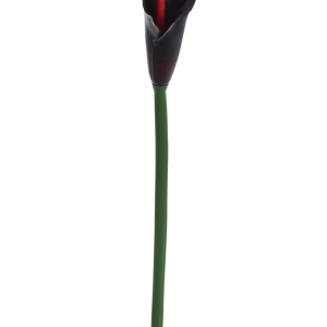 KALLA POJEDYNCZA ANA1013 #187 RED BLACK