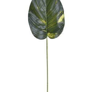 LIŚĆ KALATEA GREE020 DR.GREEN