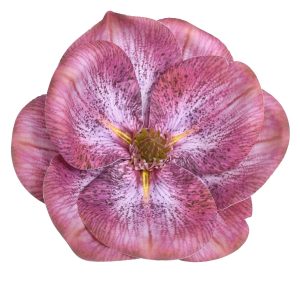 MAGNOLIA WYROBOWA WEI1017 LT.BEAUTY