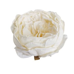 PIWONIA WYROBOWA FLO-26SF16-81 CREAM