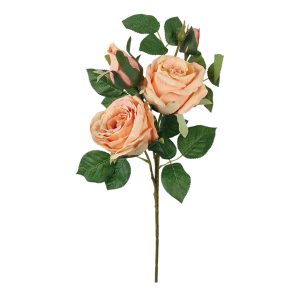 RÓŻA GAŁĄZKA FLO-2624 CHAMPAGNE