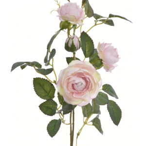 RÓŻA GAŁĄZKA MINI SUN760 DELICATE APRICOT