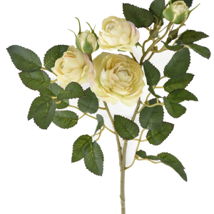 RÓŻA GAŁĄZKA MINI SUN760 VANILLA