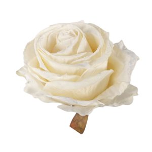 RÓŻA WYROBOWA FLO-26SF16-79 CREAM