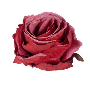 RÓŻA WYROBOWA FLO-26SF16-79 RED