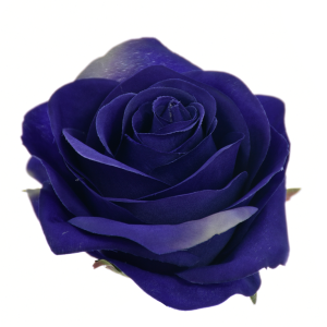 RÓŻA WYROBOWA SUN385 PRUSSIAN BLUE